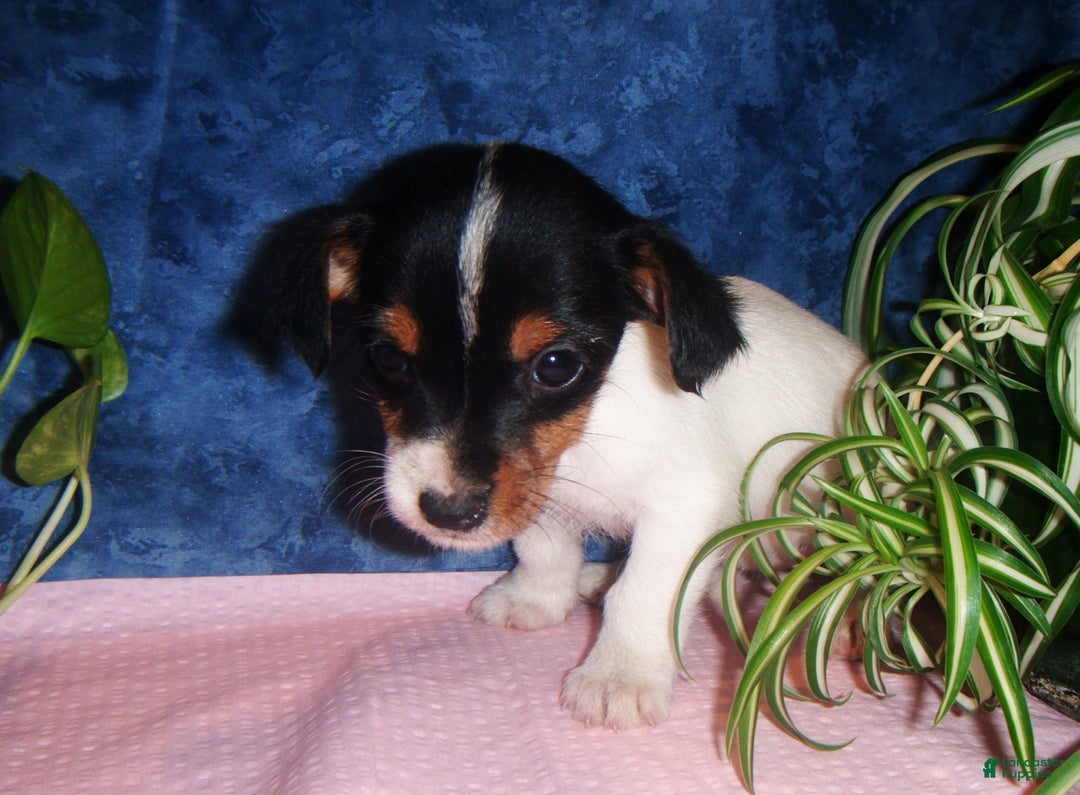 Jack Russell Terrier dogs for sale: Bubbles - Ad 1