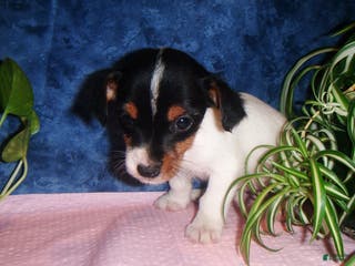 Jack Russell Terrier dogs Bubbles - Ad 40