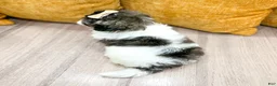 Shihpoo dogs for sale: Twinkle - Ad 4