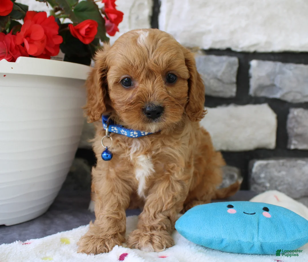Cavapoo dogs for sale: Silas - Ad 5