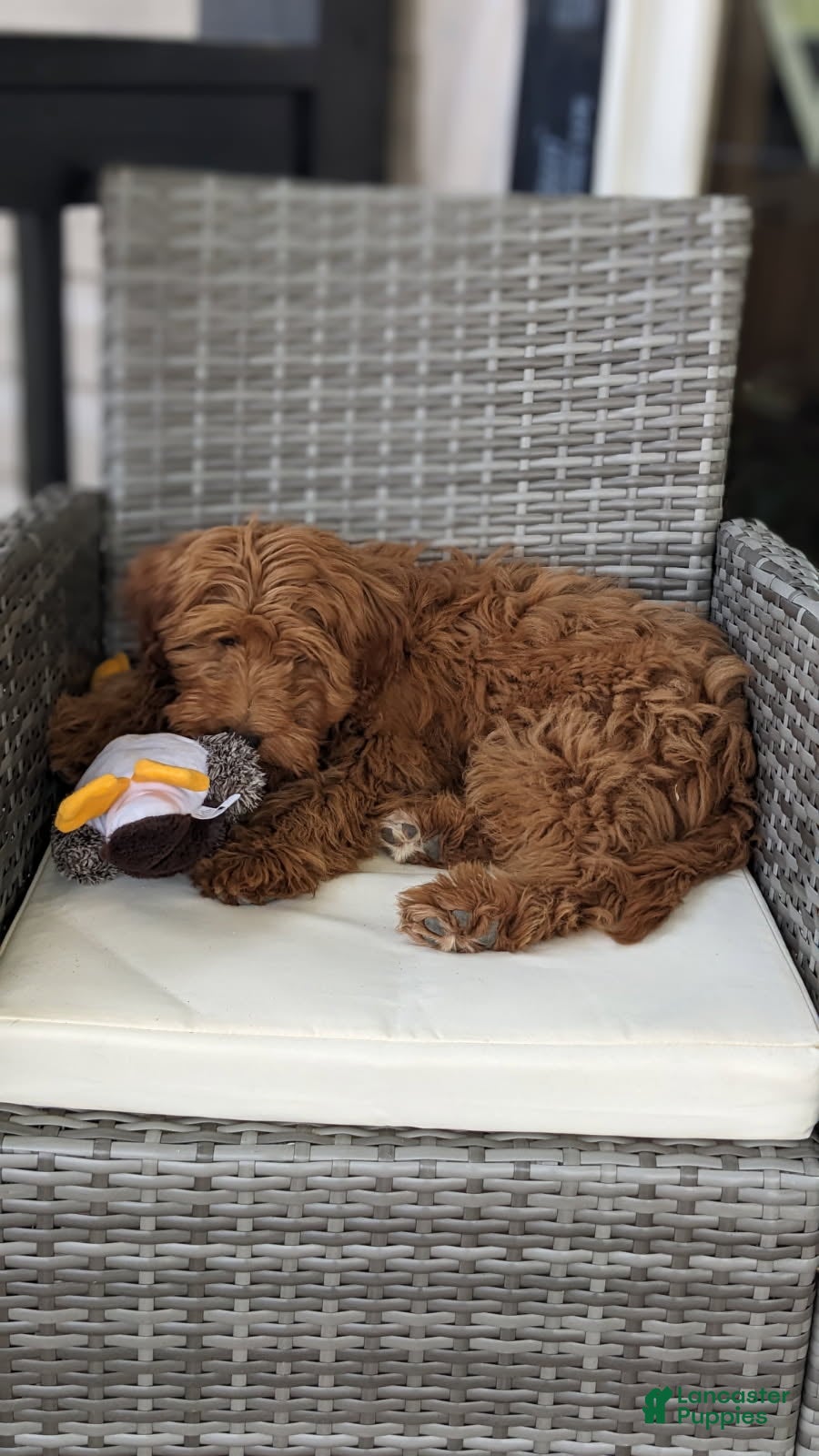 Mini Goldendoodle dogs Molly - Ad 2