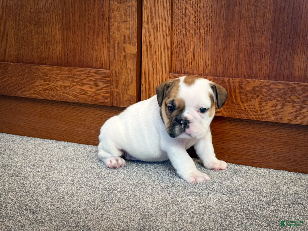 English Bulldog dogs for sale: Harley - Ad 2