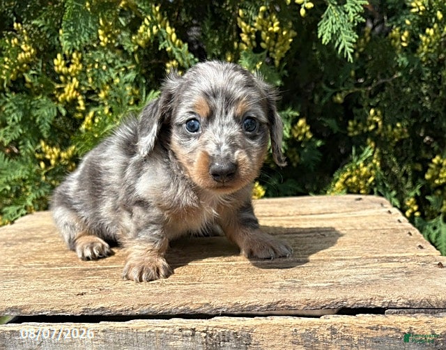 Miniature Dachshund dogs Sailor - Ad 1