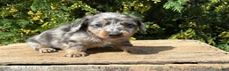 Miniature Dachshund dogs for sale: Sailor - Ad 1