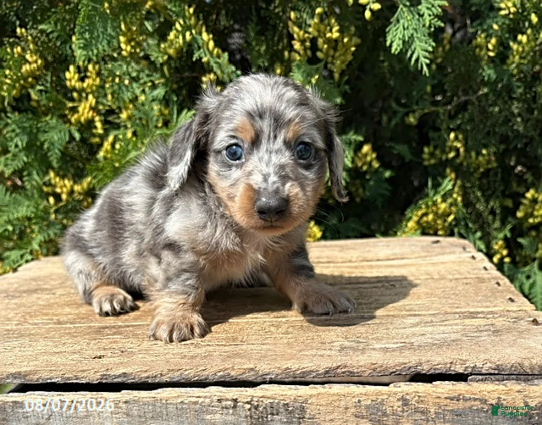 Miniature Dachshund dogs for sale: Sailor - Ad 1