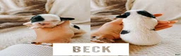 Cavapoo dogs for sale: Beck - Ad 1