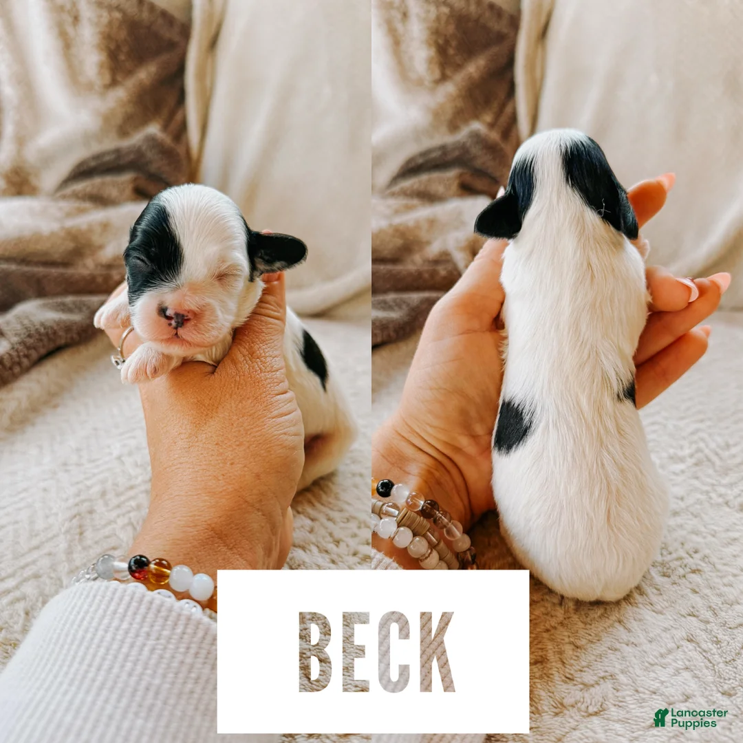 Cavapoo dogs for sale: Beck - Ad 1