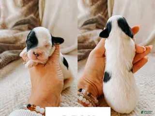 Cavapoo dogs Beck - Ad 13