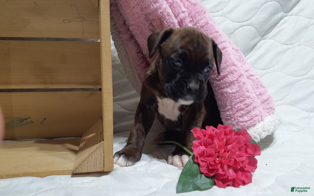 Boxer dogs for sale: Snickers  - Ad 4