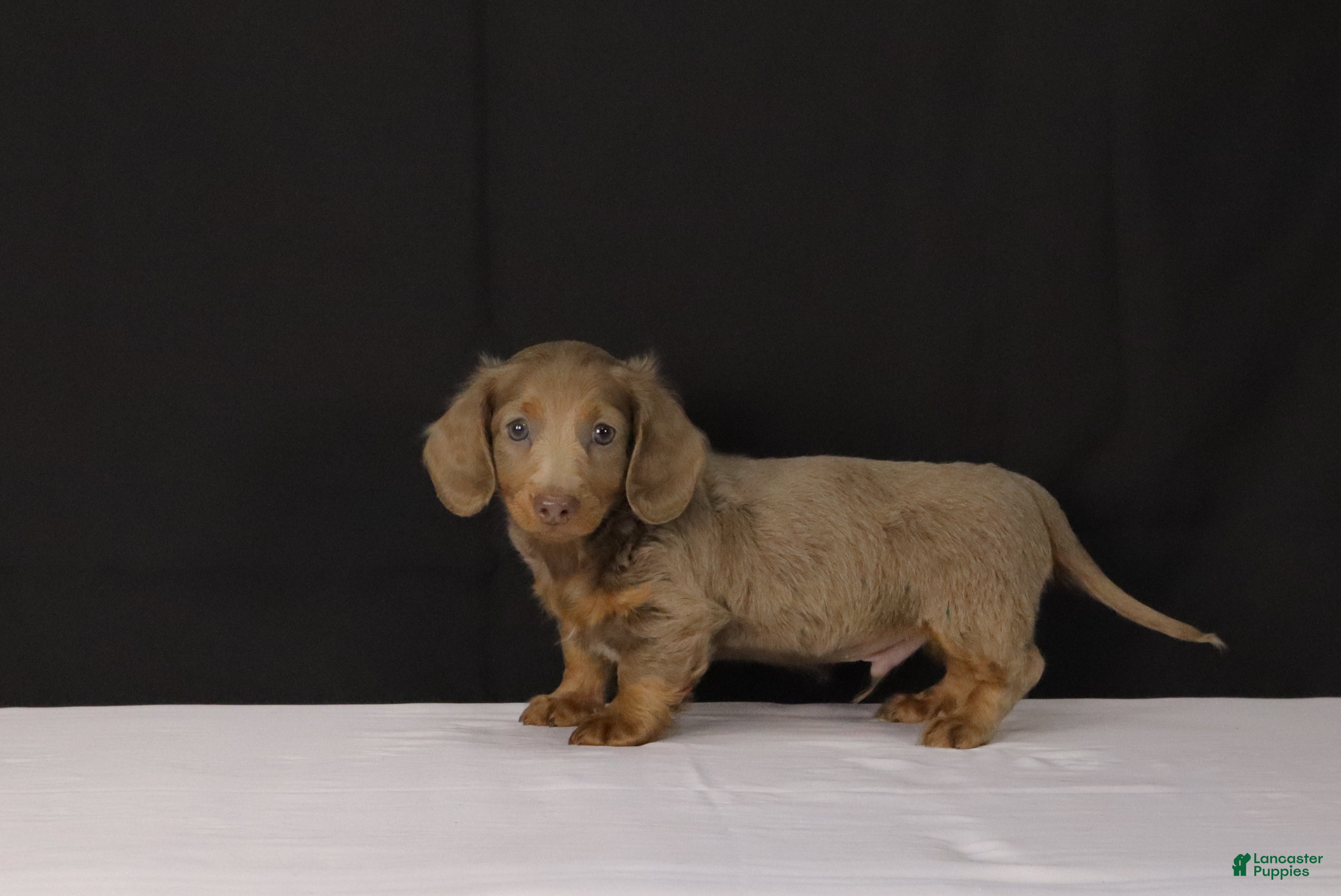 Dachshund dogs for sale: Bobby - Ad 1