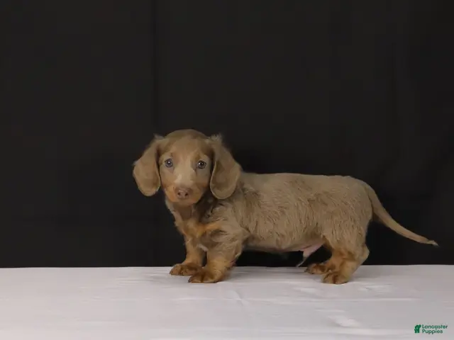 Dachshund dogs for sale: Bobby - Ad 1
