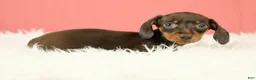 Miniature Dachshund dogs for sale: Scarlett 🌹 - Ad 2