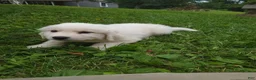 Great Pyrenees dogs for sale: Oakley - Ad 3