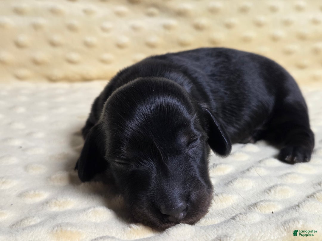 Miniature Dachshund dogs for sale: Bagel - Ad 3
