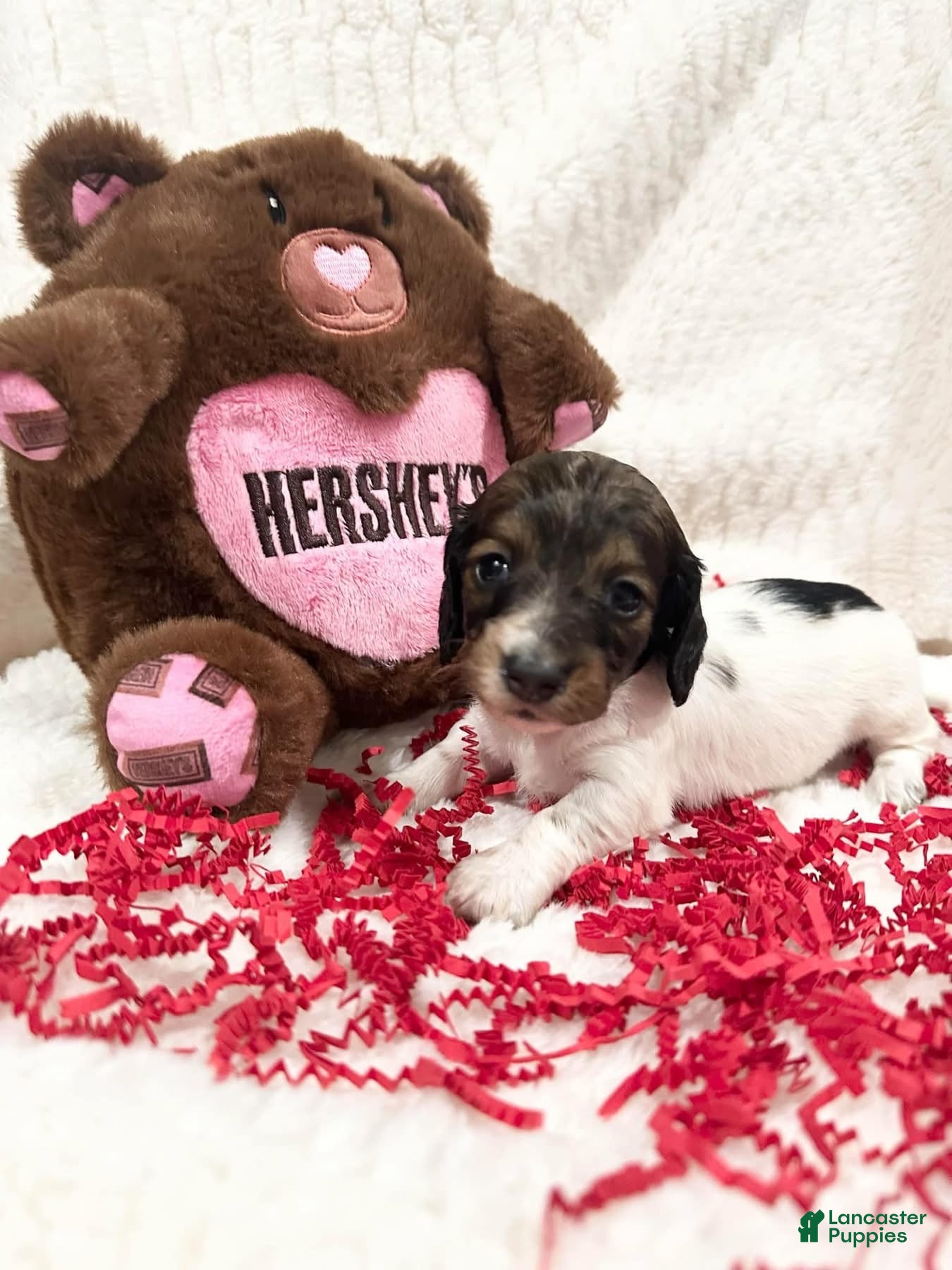 Miniature Dachshund dogs Miniature Dachshund Puppy 1 - Ad 19