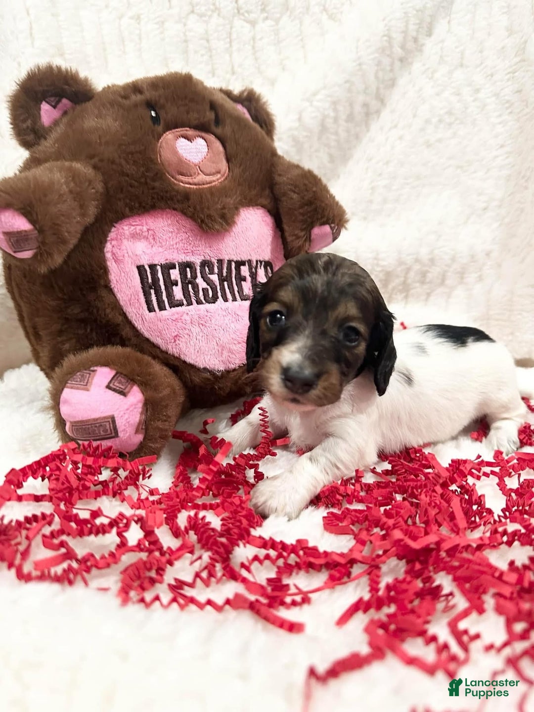 Miniature Dachshund dogs for sale: Miniature Dachshund Puppy 1 - Ad 1