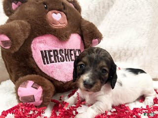 Miniature Dachshund dogs Miniature Dachshund Puppy 1 - Ad 12