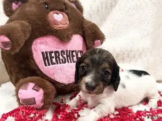 Miniature Dachshund dogs Miniature Dachshund Puppy 1 - Ad 13