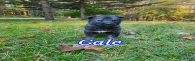 Gale