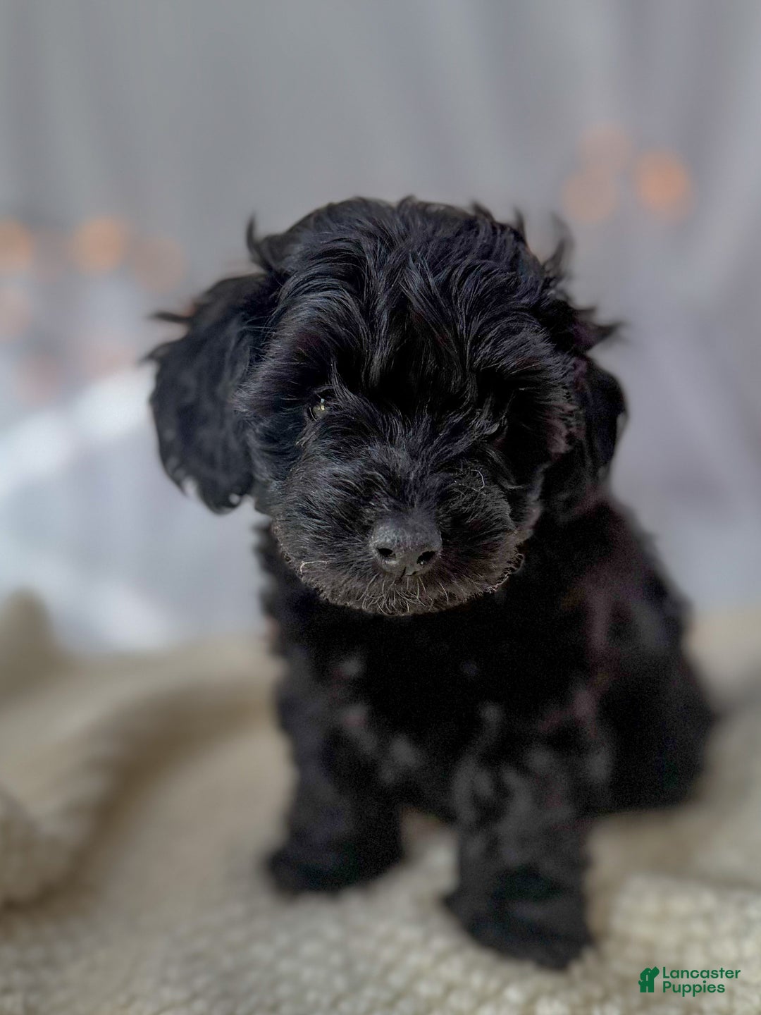 Doxiepoo dogs for sale: Ida - Ad 2