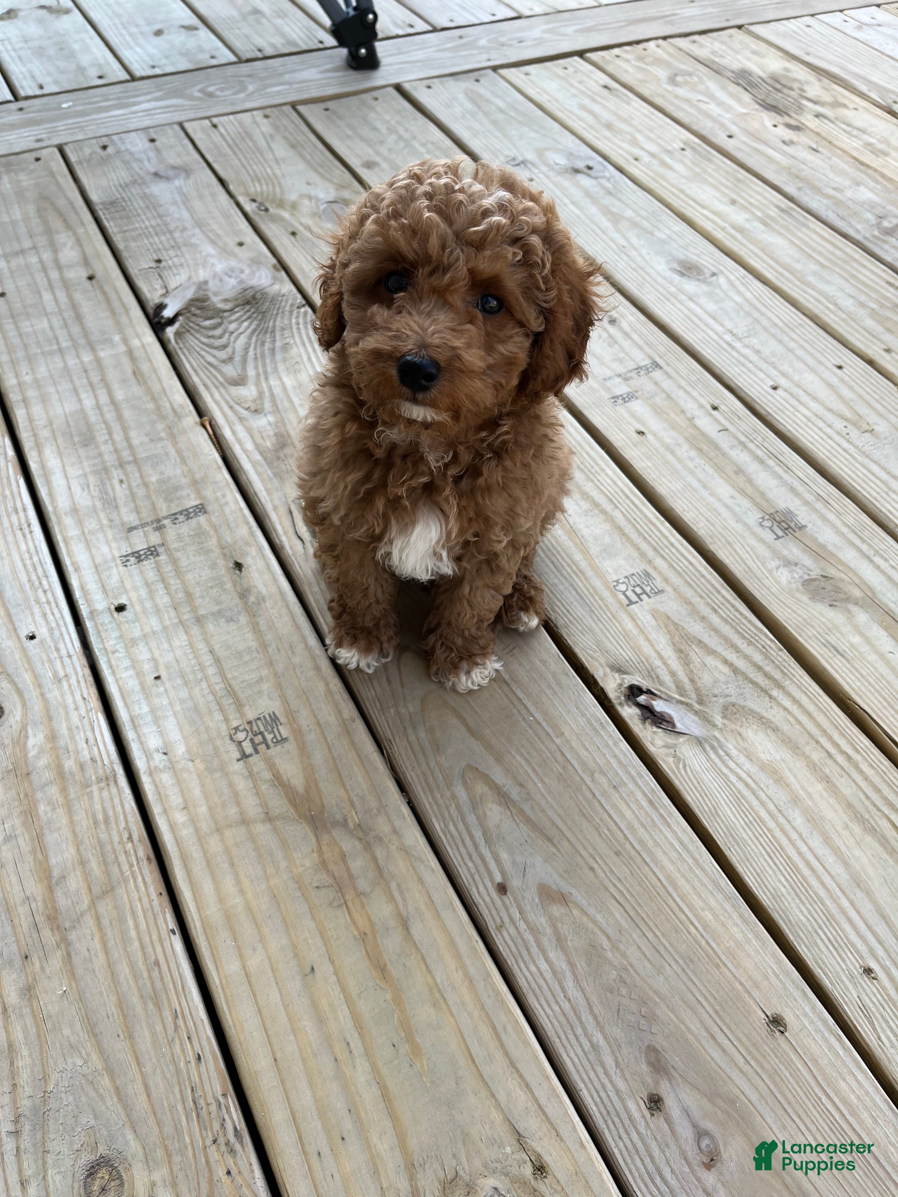 Mini Goldendoodle dogs Jax  - Ad 11