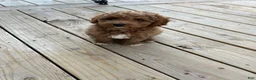 Mini Goldendoodle dogs for sale: Jax  - Ad 1