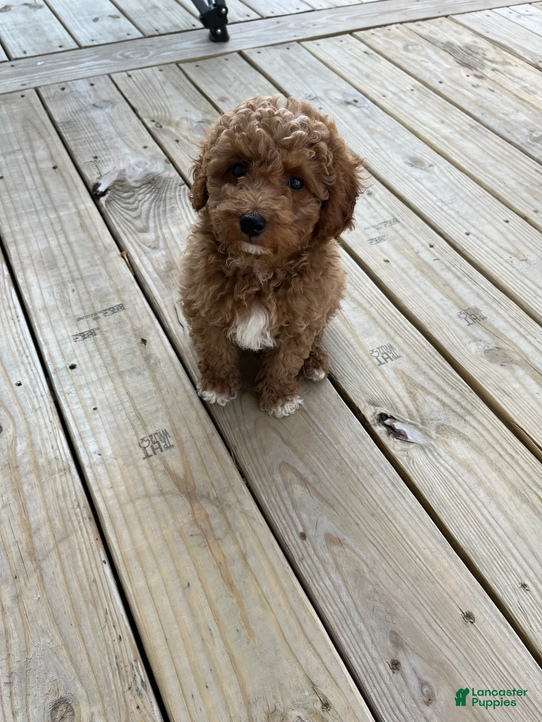 Mini Goldendoodle dogs for sale: Jax  - Ad 1