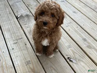 Mini Goldendoodle dogs Jax - Ad 11