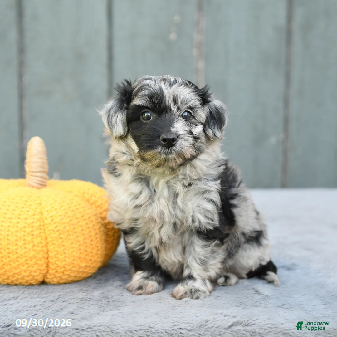 Pomapoo dogs for sale: Joy - Ad 2