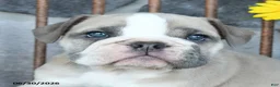English Bulldog dogs for sale: Violet - Ad 4