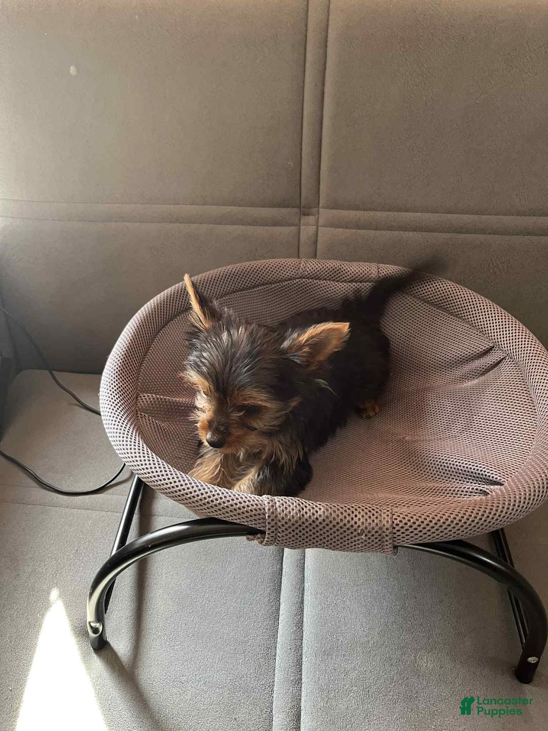 Yorkshire Terrier dogs for sale: Yorkshire Terrier Puppy 1 - Ad 1