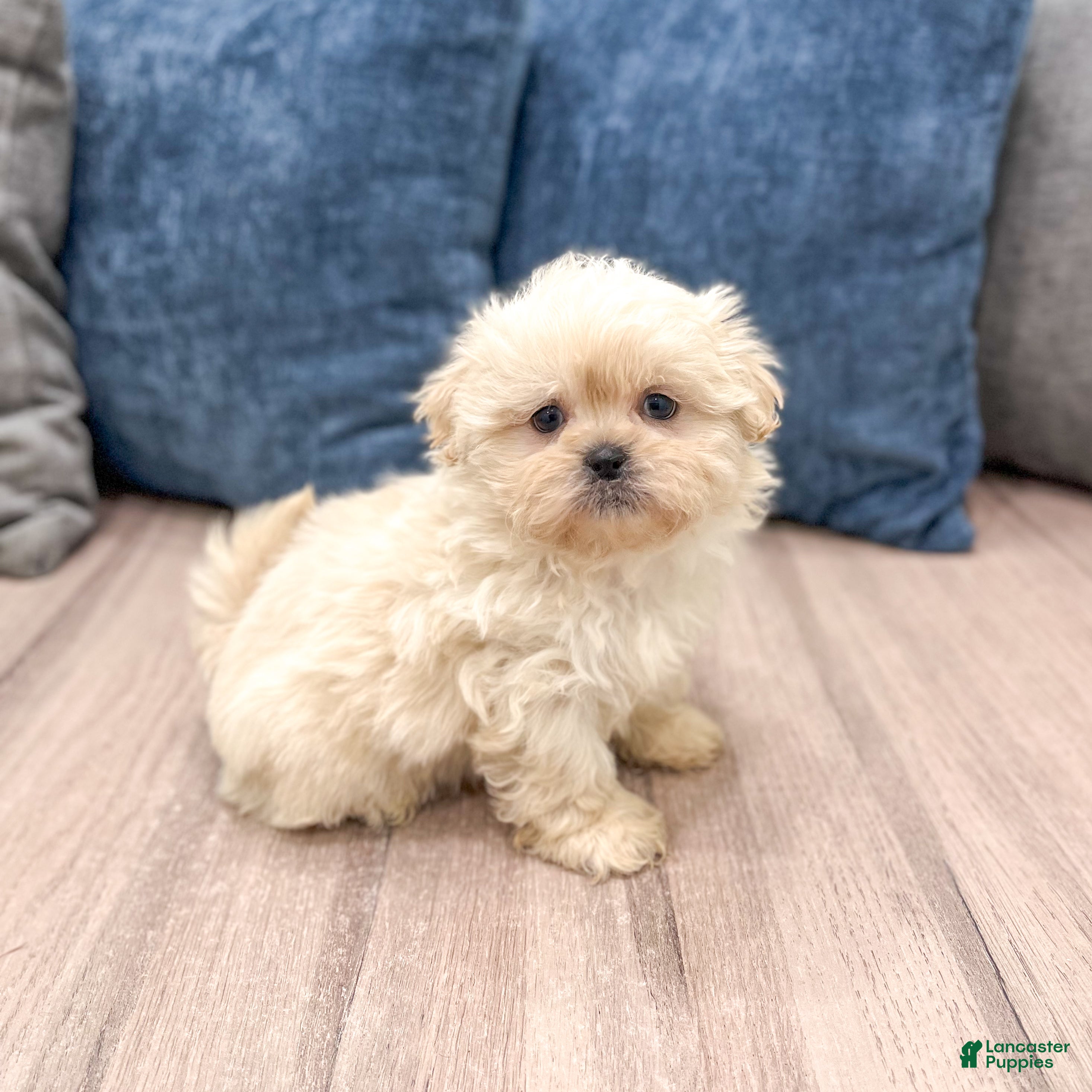 Teddy Bear dogs Duke - Ad 1
