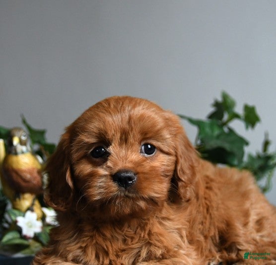 Cavapoo dogs Rose  - Ad 1