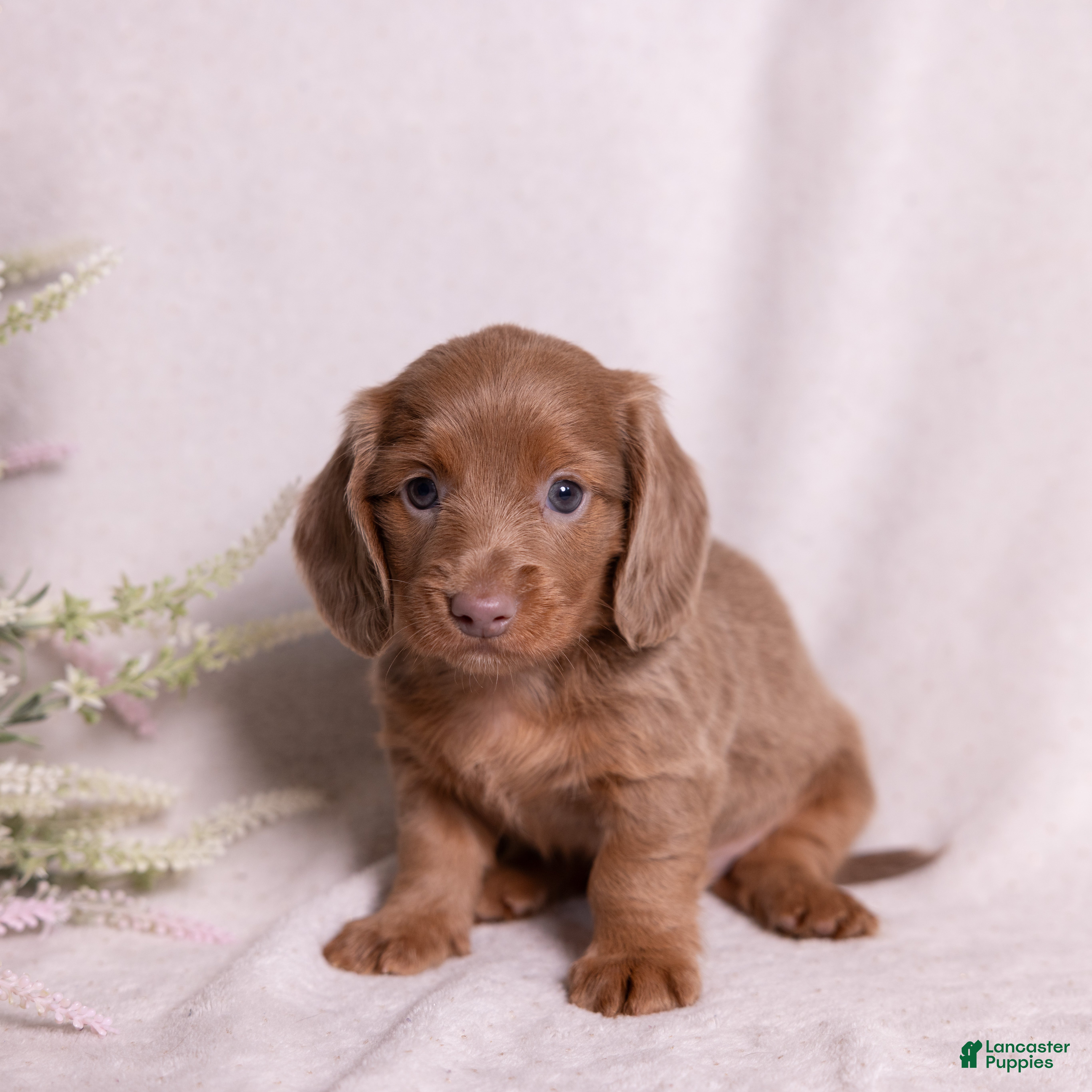 Miniature Dachshund dogs Snickers - Ad 2