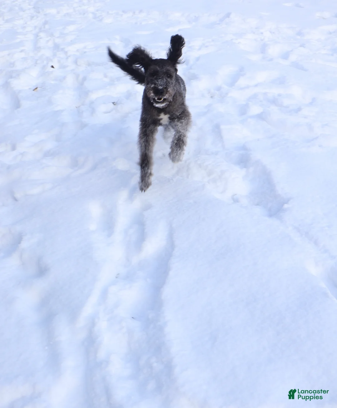 Labradoodle dogs for sale: Labradoodle 1 - Ad 2