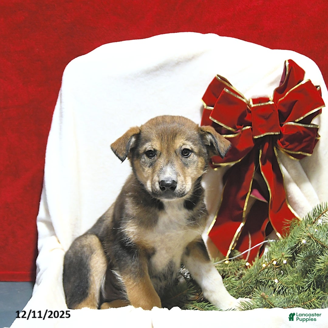 Mixed Breed dogs for sale: Jasper - Ad 3