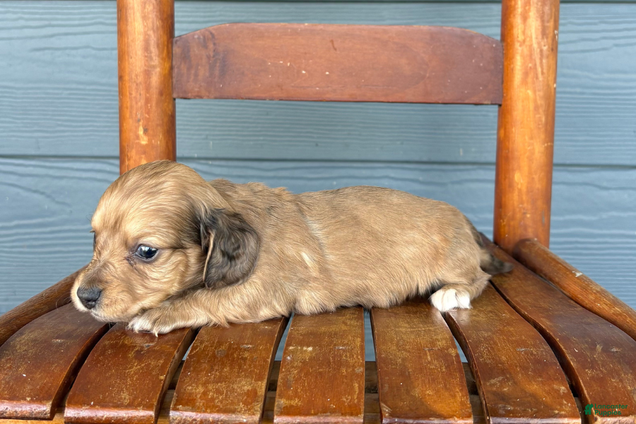 Miniature Dachshund dogs Burlap - Ad 28