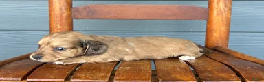 Burlap