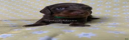 Miniature Dachshund dogs for sale: Tootsie - Ad 45