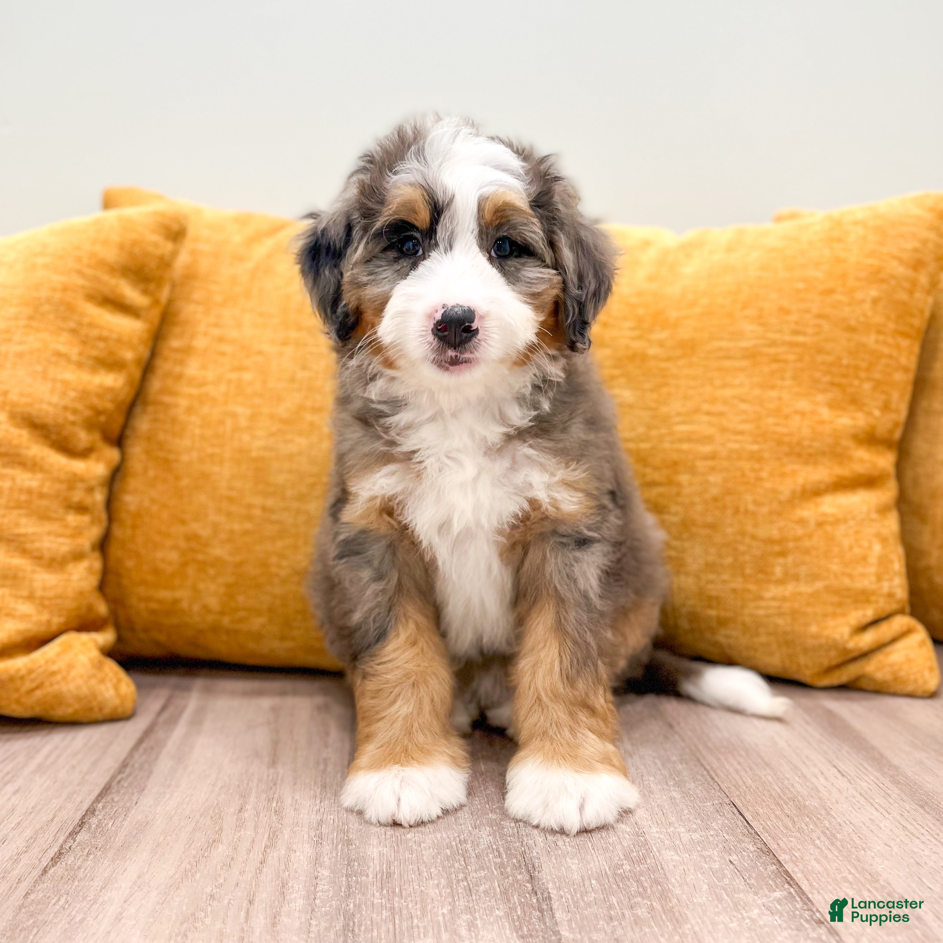 Mini Bernedoodle dogs Lexie - Ad 2