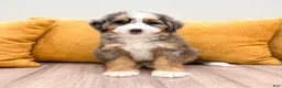 Mini Bernedoodle dogs for sale: Lexie - Ad 2