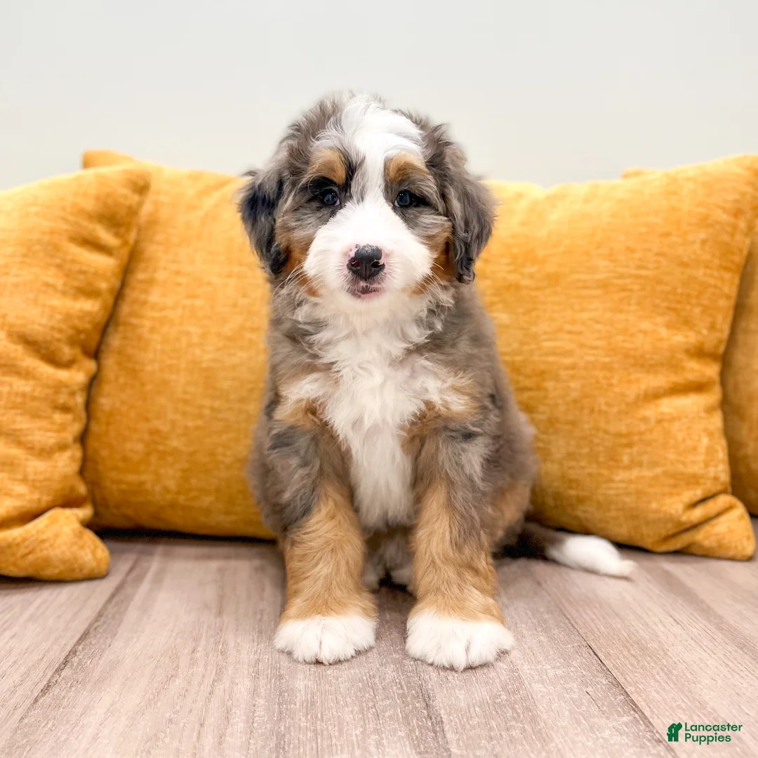 Mini Bernedoodle dogs for sale: Lexie - Ad 2