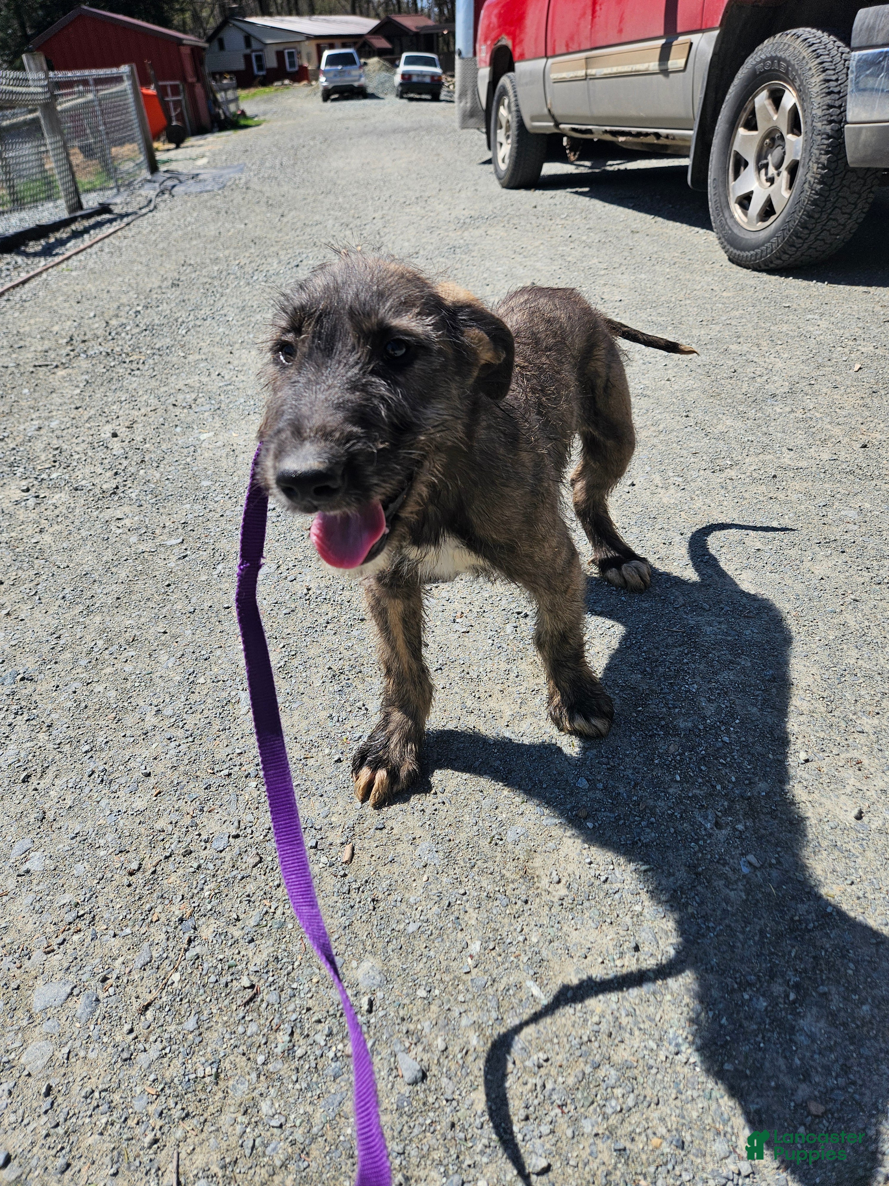 Irish Wolfhound dogs Irish Wolfhound Puppy 3 - Ad 1