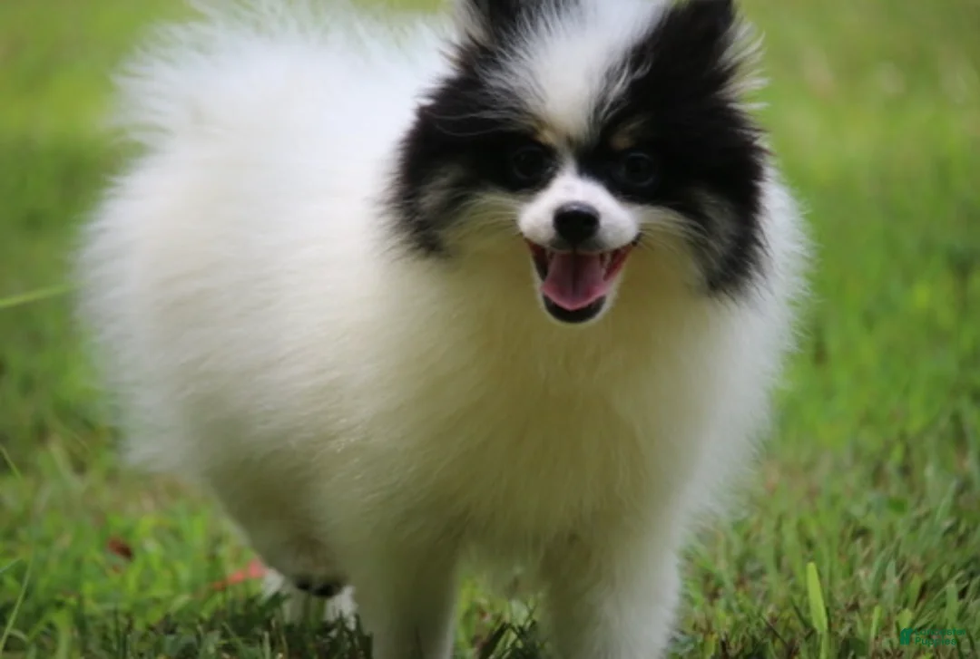 Pomsky dogs for sale: Trey - Ad 2
