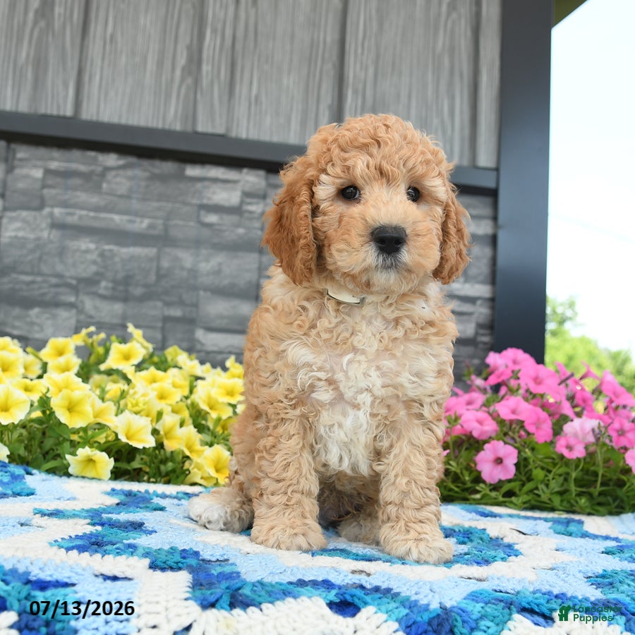Mini Goldendoodle dogs Peppy Peet  - Ad 1