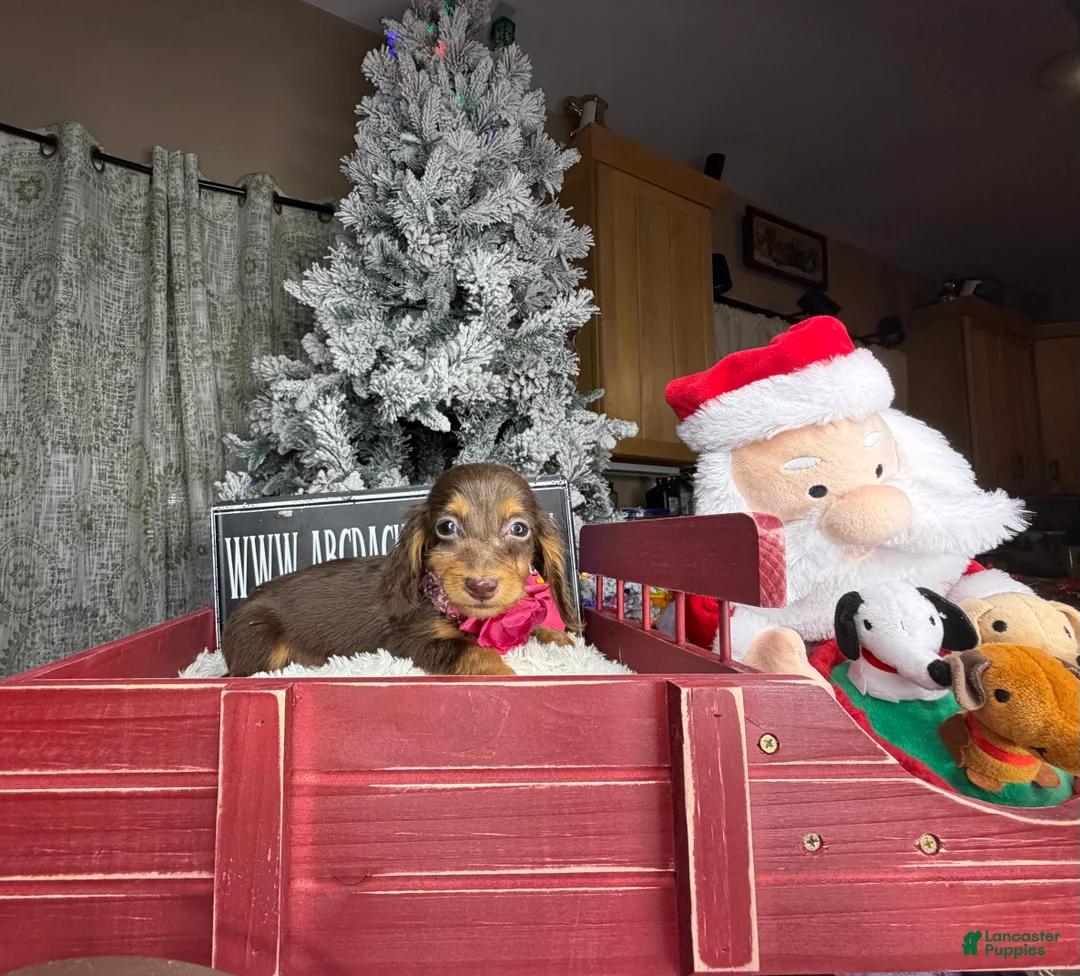 Miniature Dachshund dogs for sale: AKC Russian pra clear - Ad 31