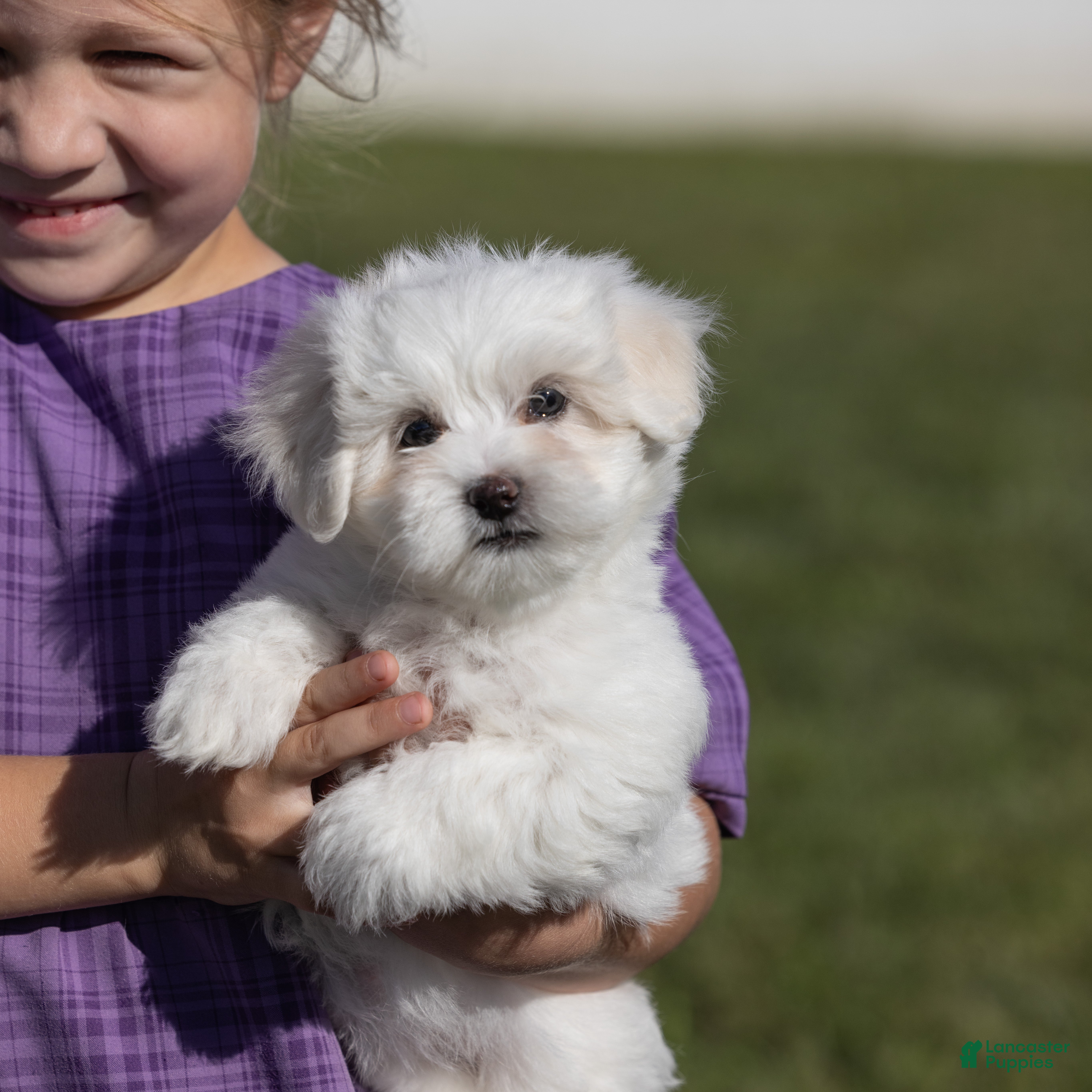 Coton De Tulear dogs Orchid  - Ad 1