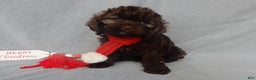 Cockapoo dogs for sale: Hershey - Ad 5