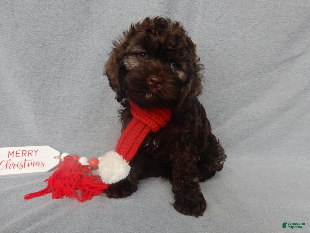 Cockapoo dogs for sale: Hershey - Ad 5