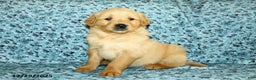 Golden Retriever dogs for sale: Hudson - Ad 1